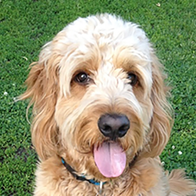 A headshot of Leo the goldendoodle, lovable dog of Kristen Spencer the lead web development instructor at HackerYou